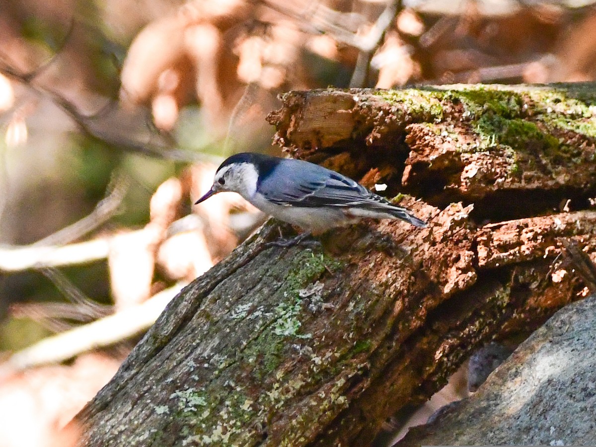 White-breasted Nuthatch - ML491210141
