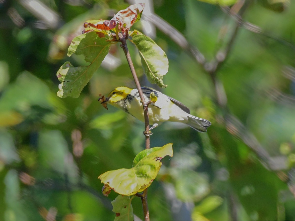 Black-throated Green Warbler - ML491212911