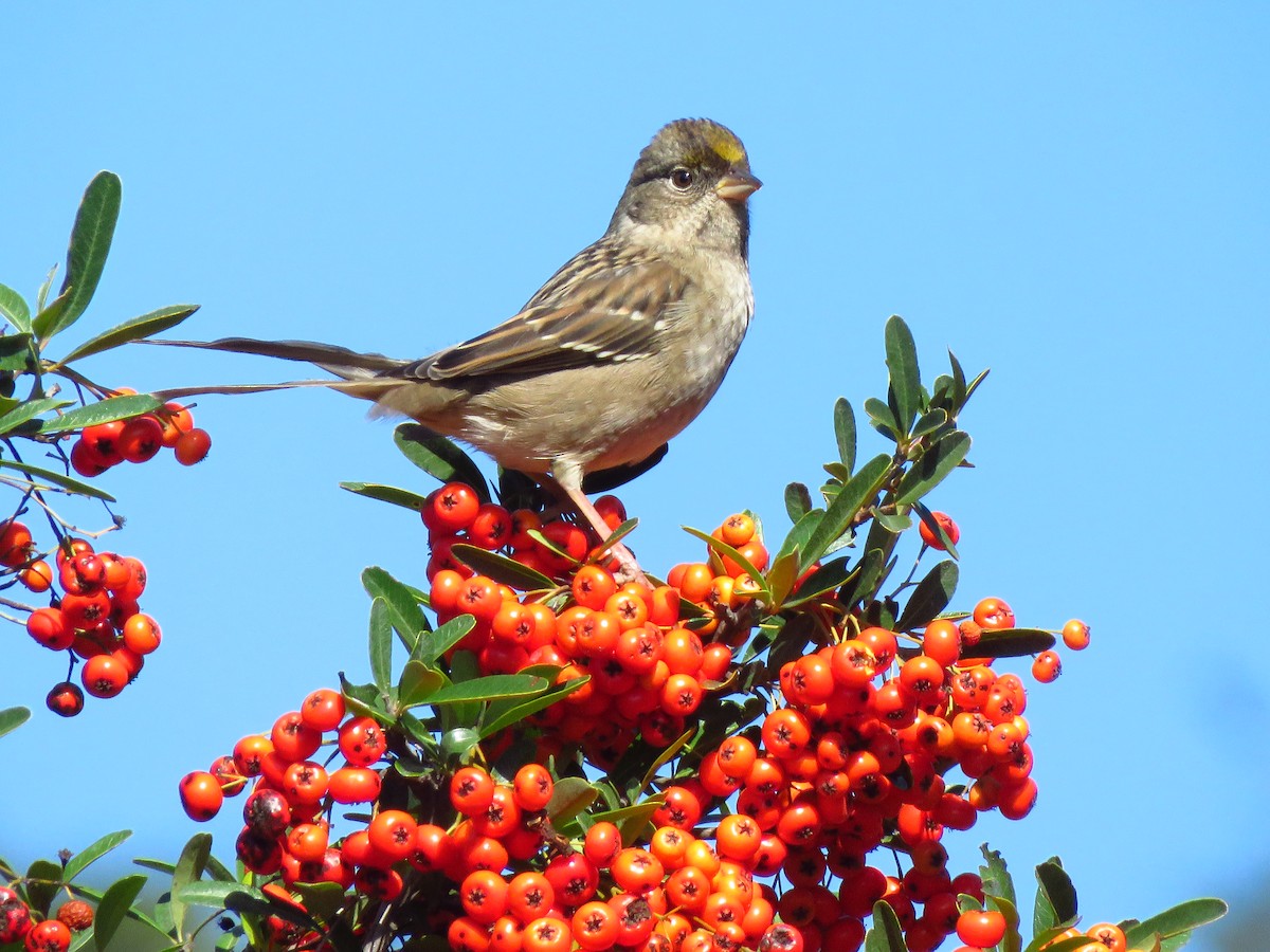 Golden-crowned Sparrow - ML491213161