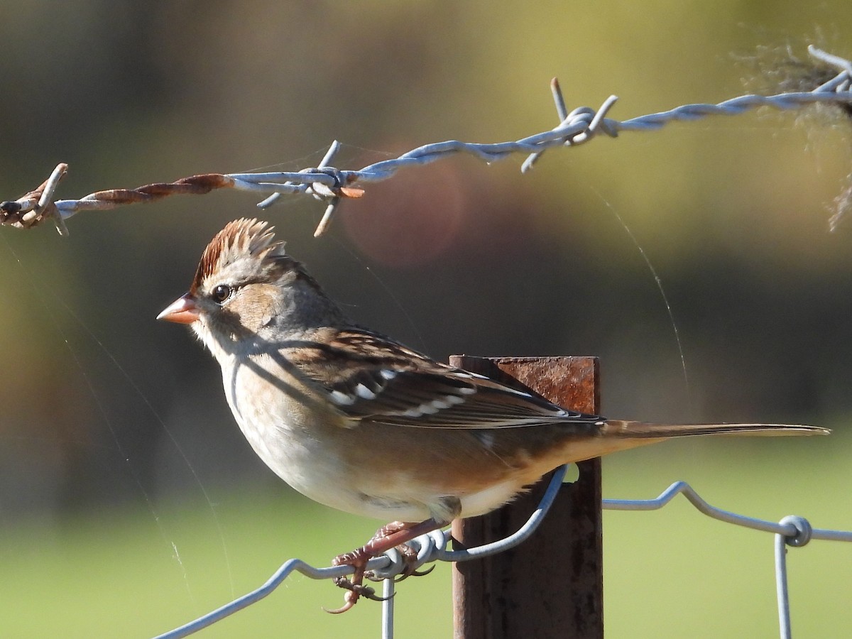 White-crowned Sparrow - ML491218231