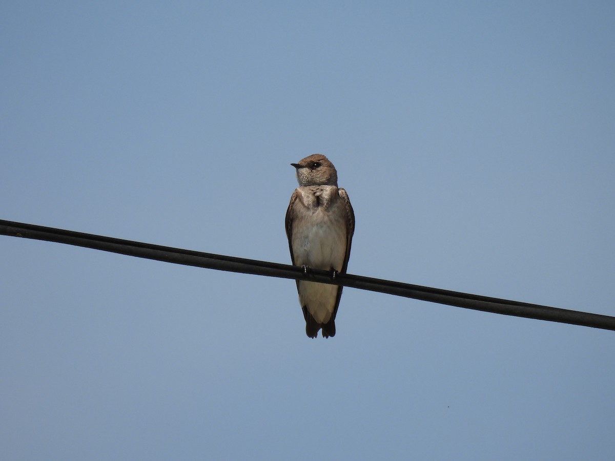 Northern Rough-winged Swallow - ML491218341