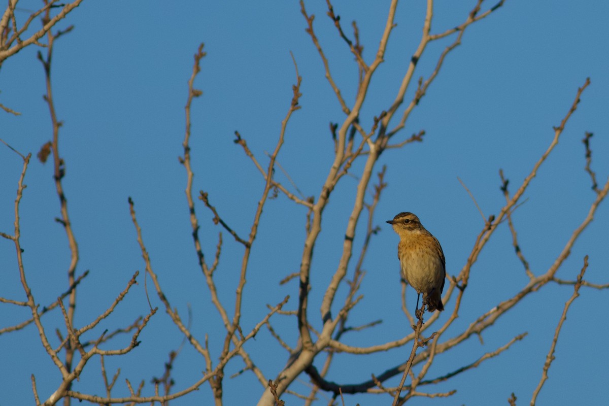 Whinchat - ML491218411