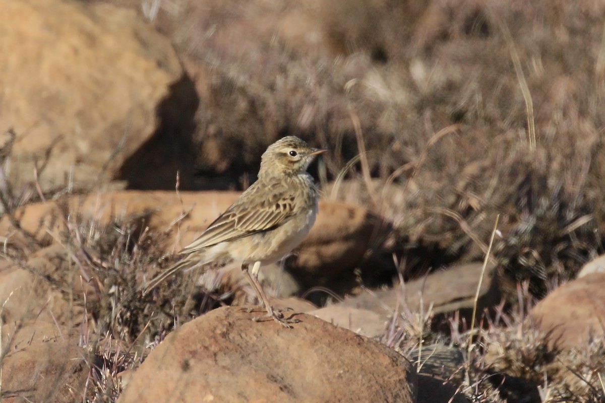 African Pipit (African) - ML491218431