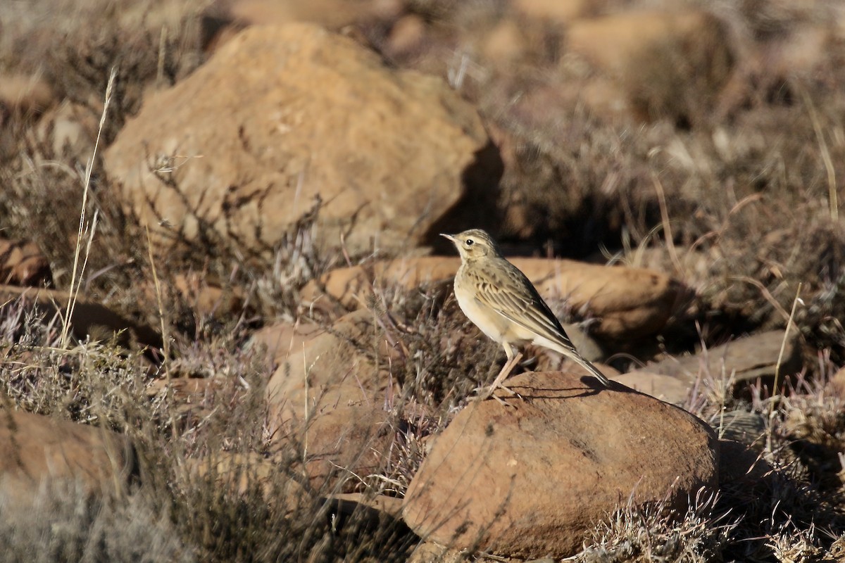 African Pipit (African) - ML491218441