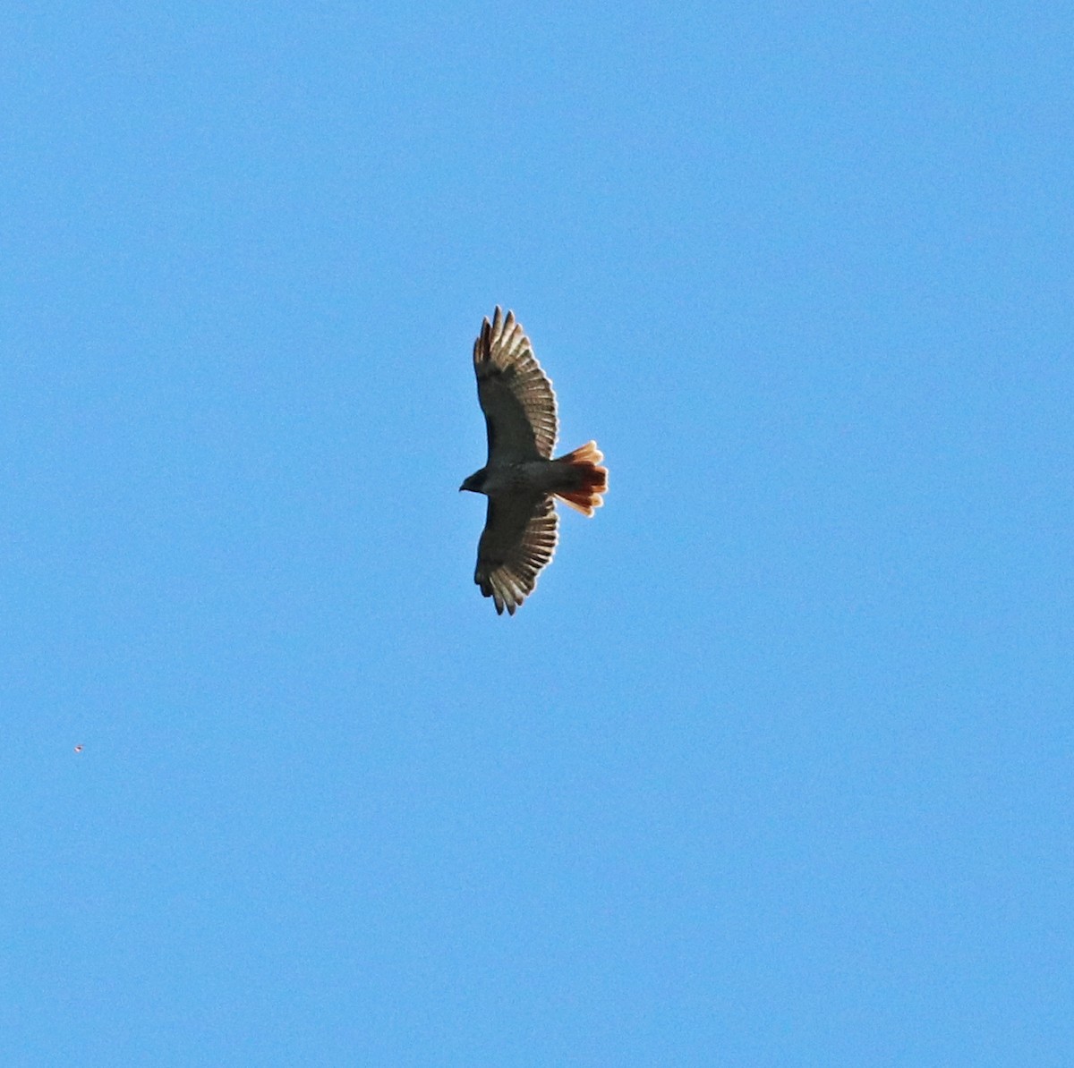 Red-tailed Hawk - ML491218511