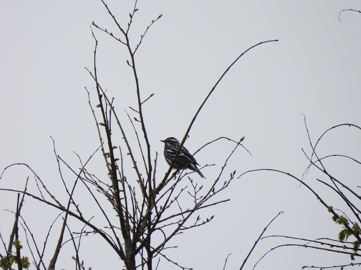 Black-and-white Warbler - ML491221801