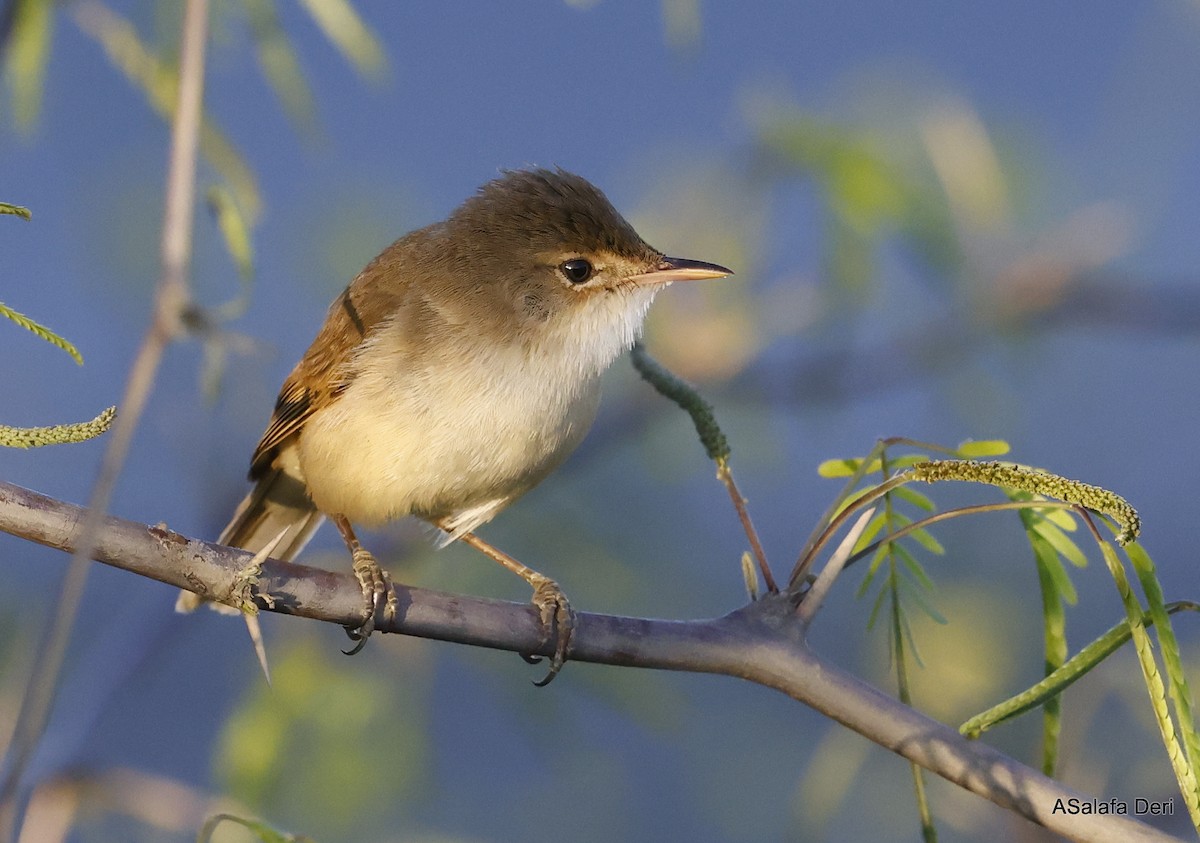 Common Reed Warbler (African) - ML491222551