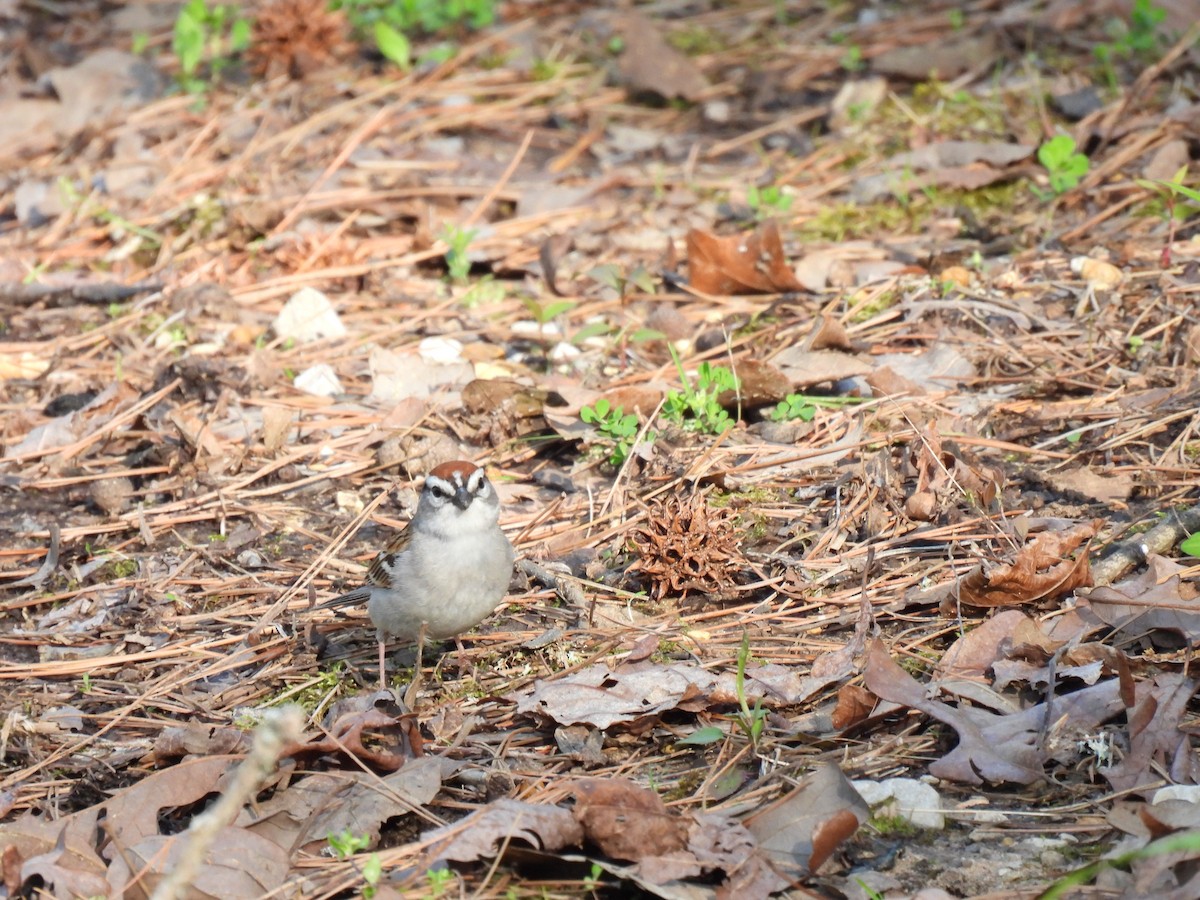 Chipping Sparrow - ML491223201