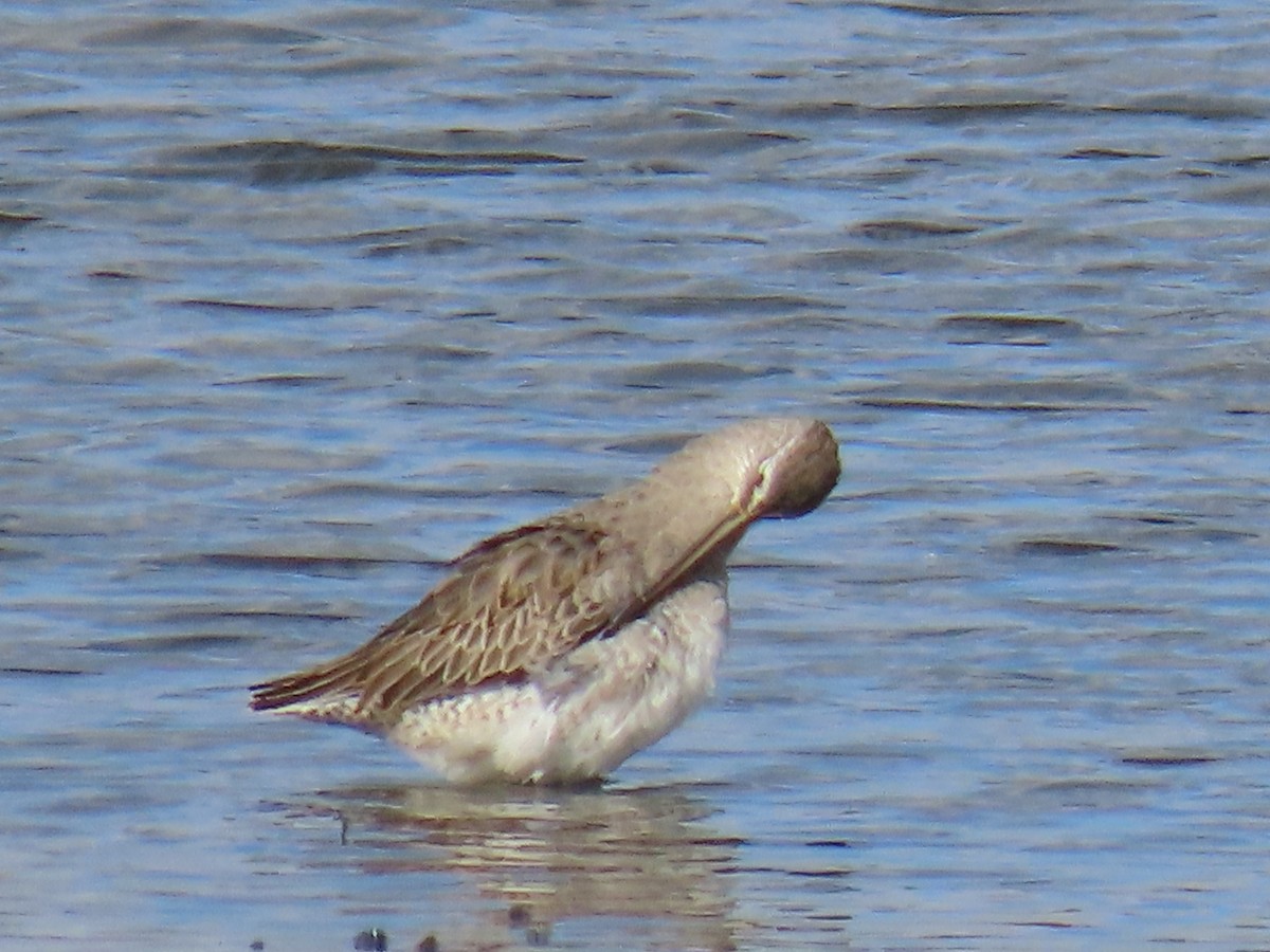 Long-billed Dowitcher - ML491224211