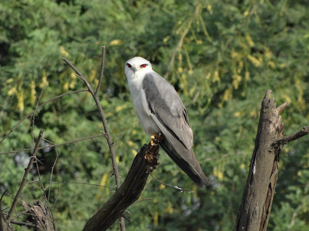 Black-winged Kite - Able Lawrence