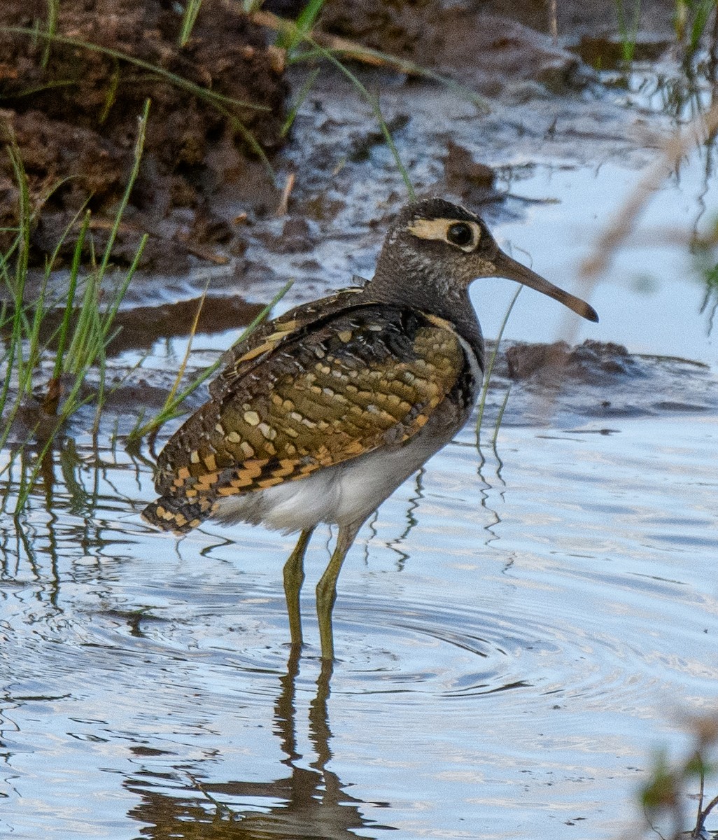 Greater Painted-Snipe - ML491233601