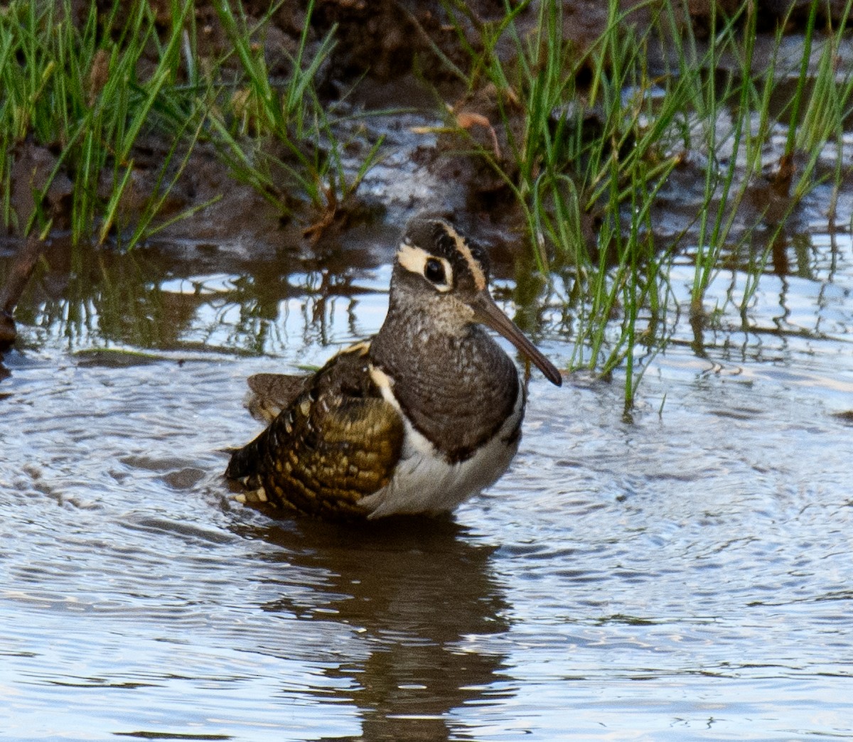 Greater Painted-Snipe - ML491233621