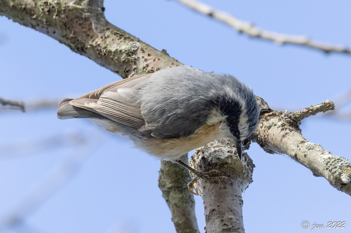 Red-breasted Nuthatch - ML491240361