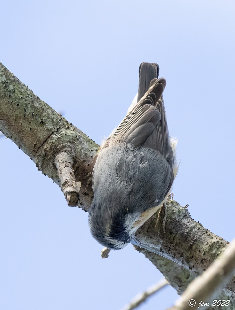 Red-breasted Nuthatch - ML491240371
