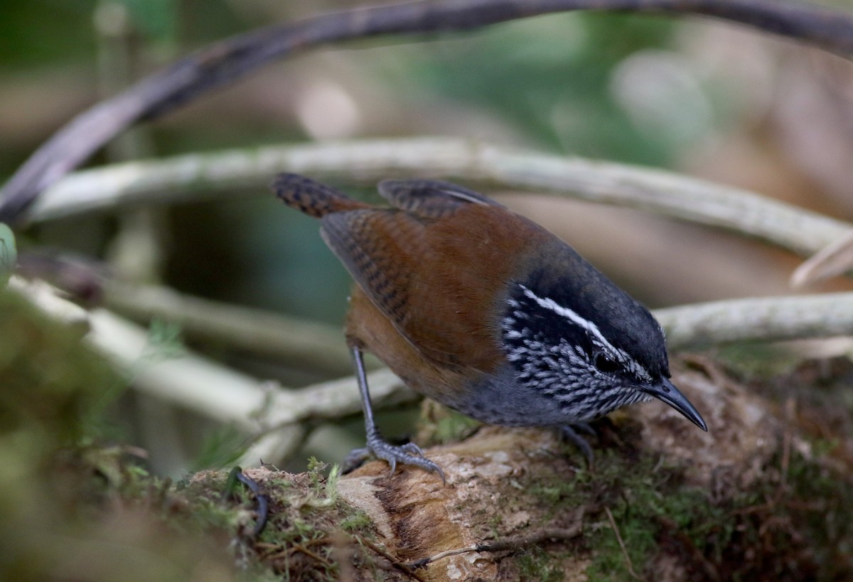 Gray-breasted Wood-Wren (Central American) - ML49124391