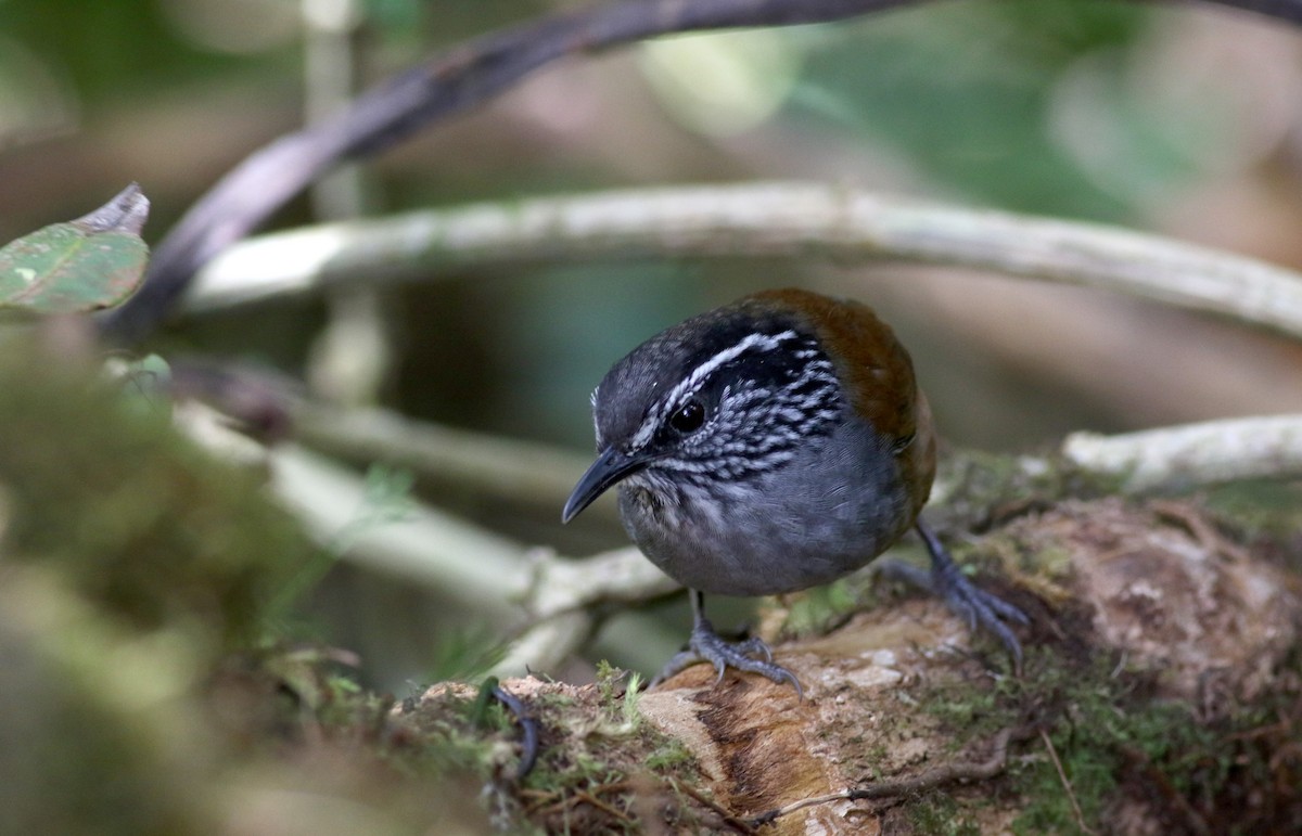 Gray-breasted Wood-Wren (Central American) - ML49124401