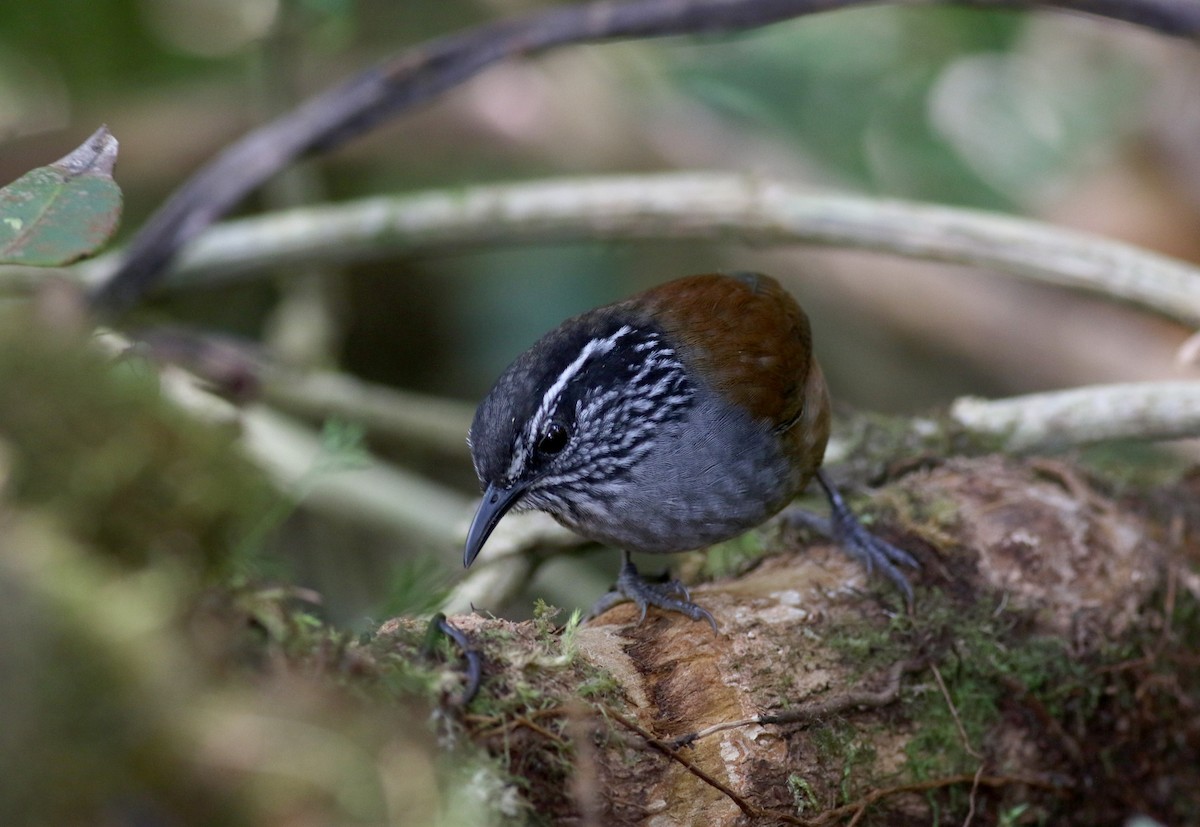 Gray-breasted Wood-Wren (Central American) - ML49124411