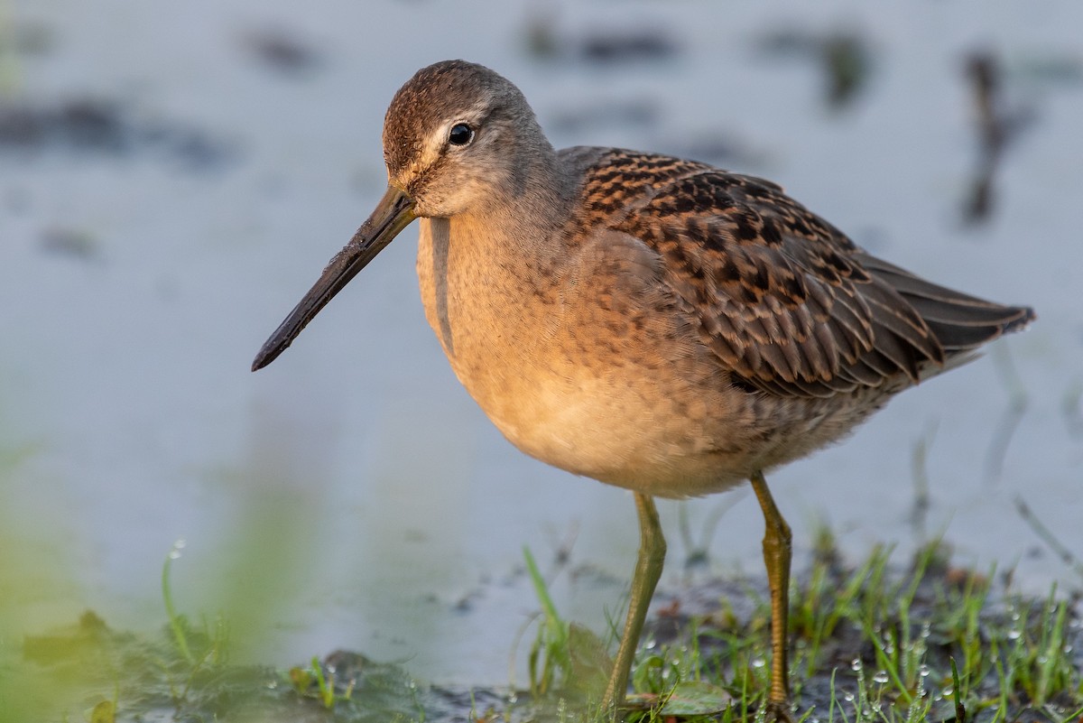 Long-billed Dowitcher - ML491246461