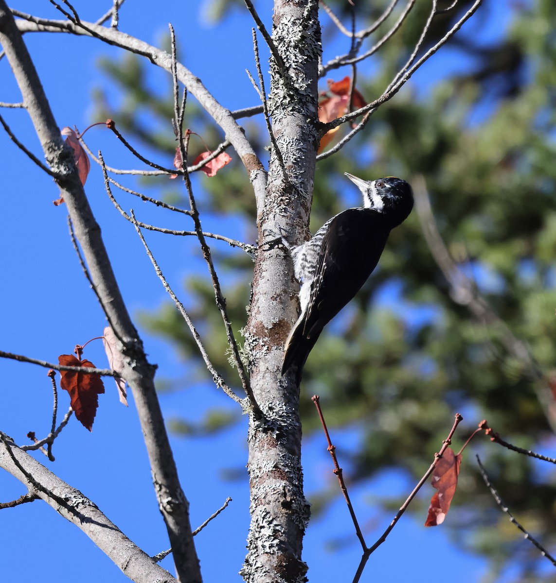 Black-backed Woodpecker - ML491248701