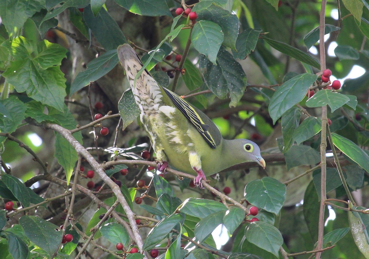 Gray-cheeked Green-Pigeon - ML49126461