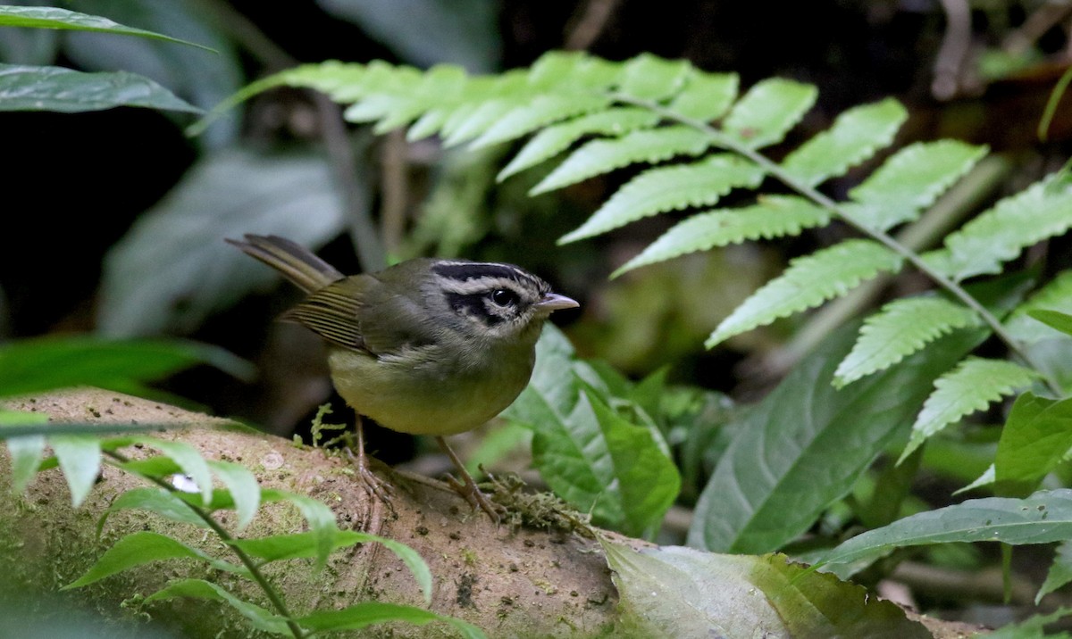 Costa Rican Warbler - Jay McGowan