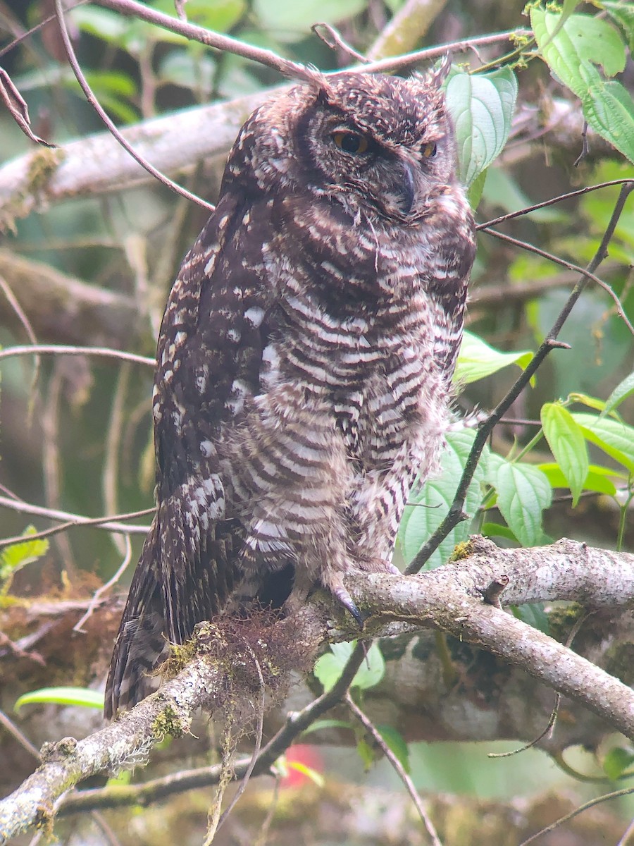 Great Horned Owl - ML491267541