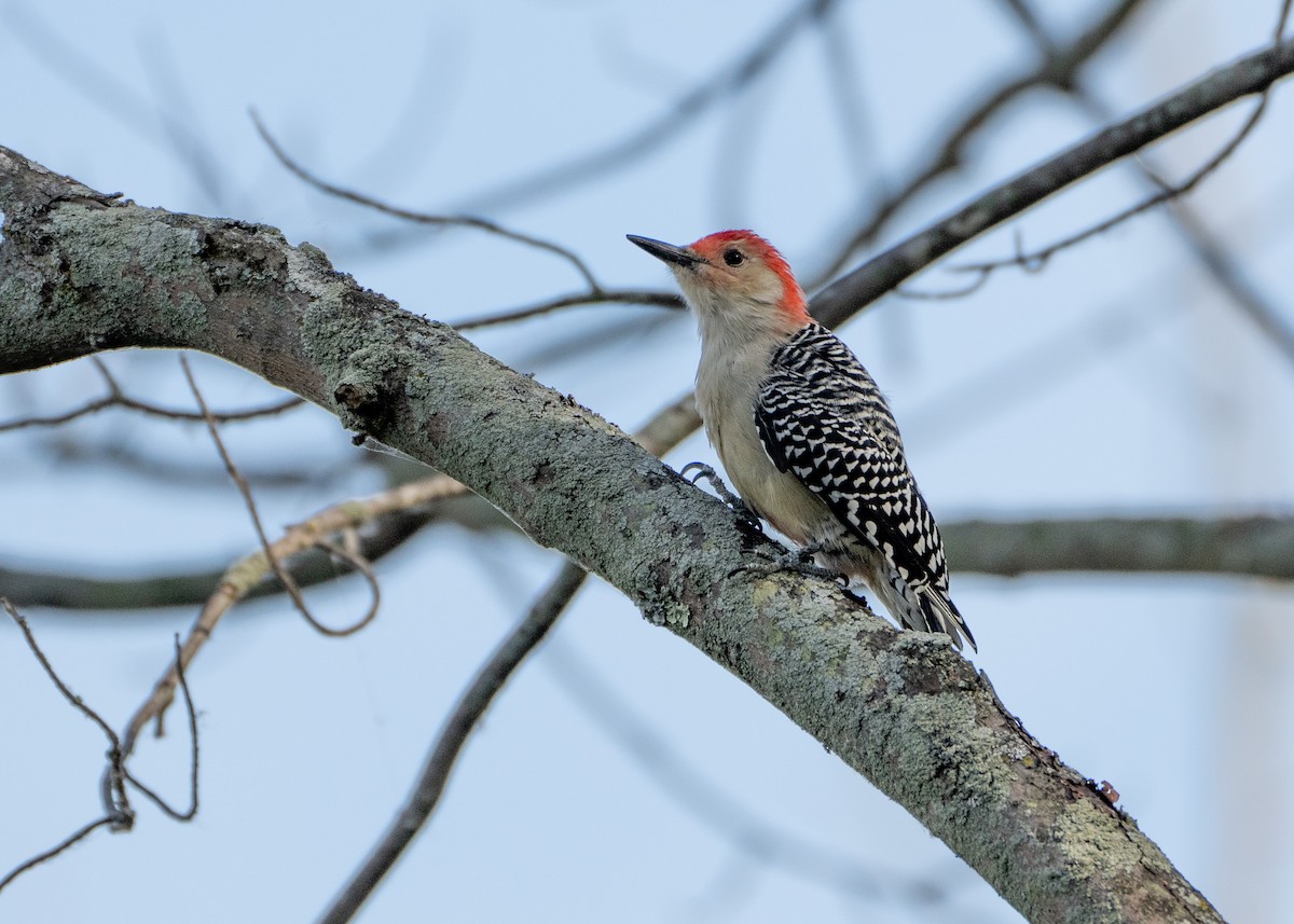 Red-bellied Woodpecker - ML491270781