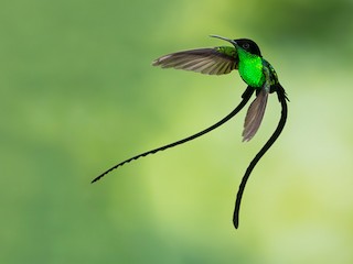  - Black-billed Streamertail