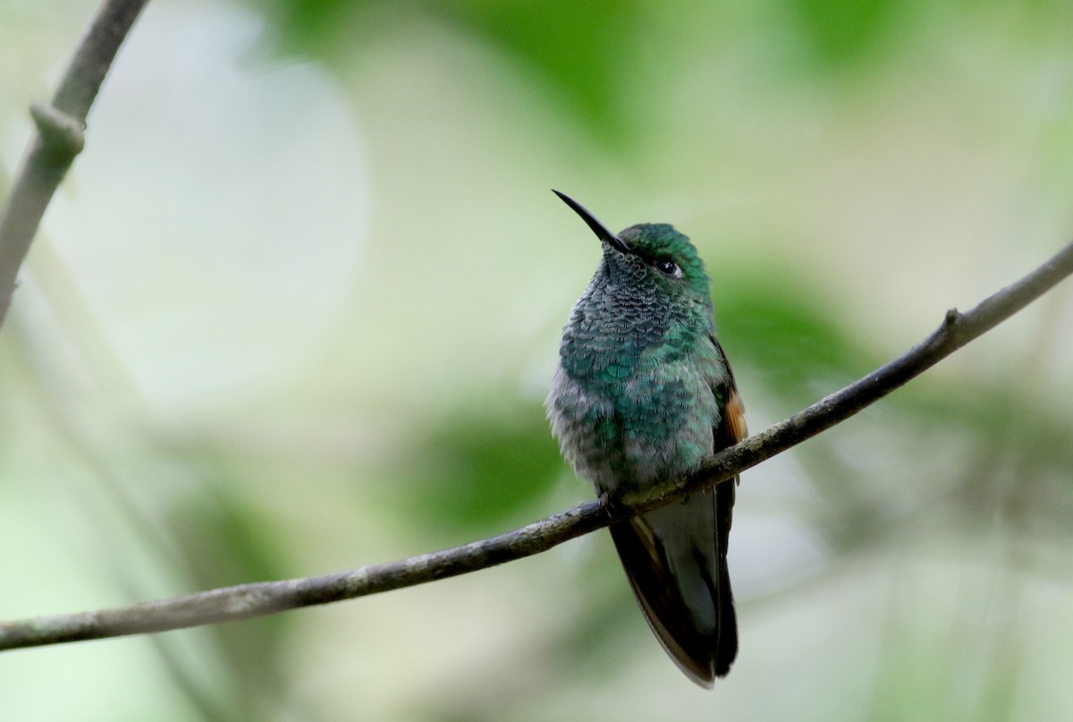 kolibřík páskoocasý - ML49127371