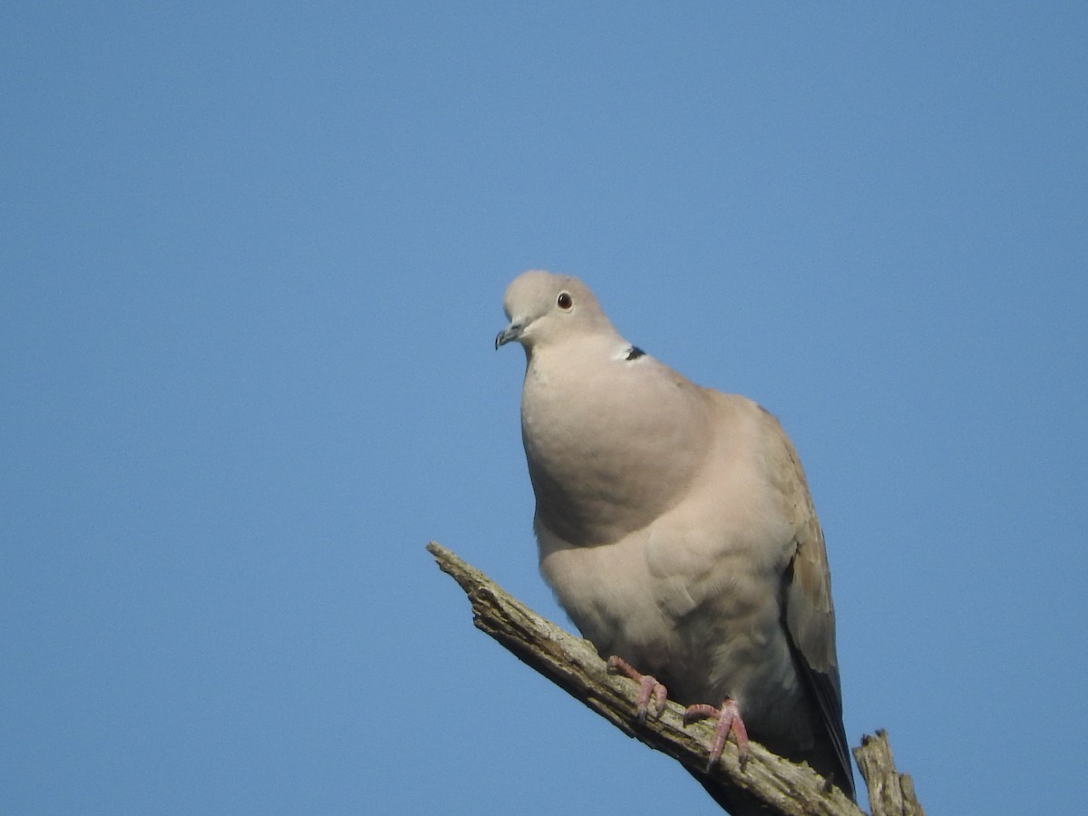Eurasian Collared-Dove - ML49127511