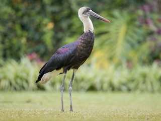  - African Woolly-necked Stork