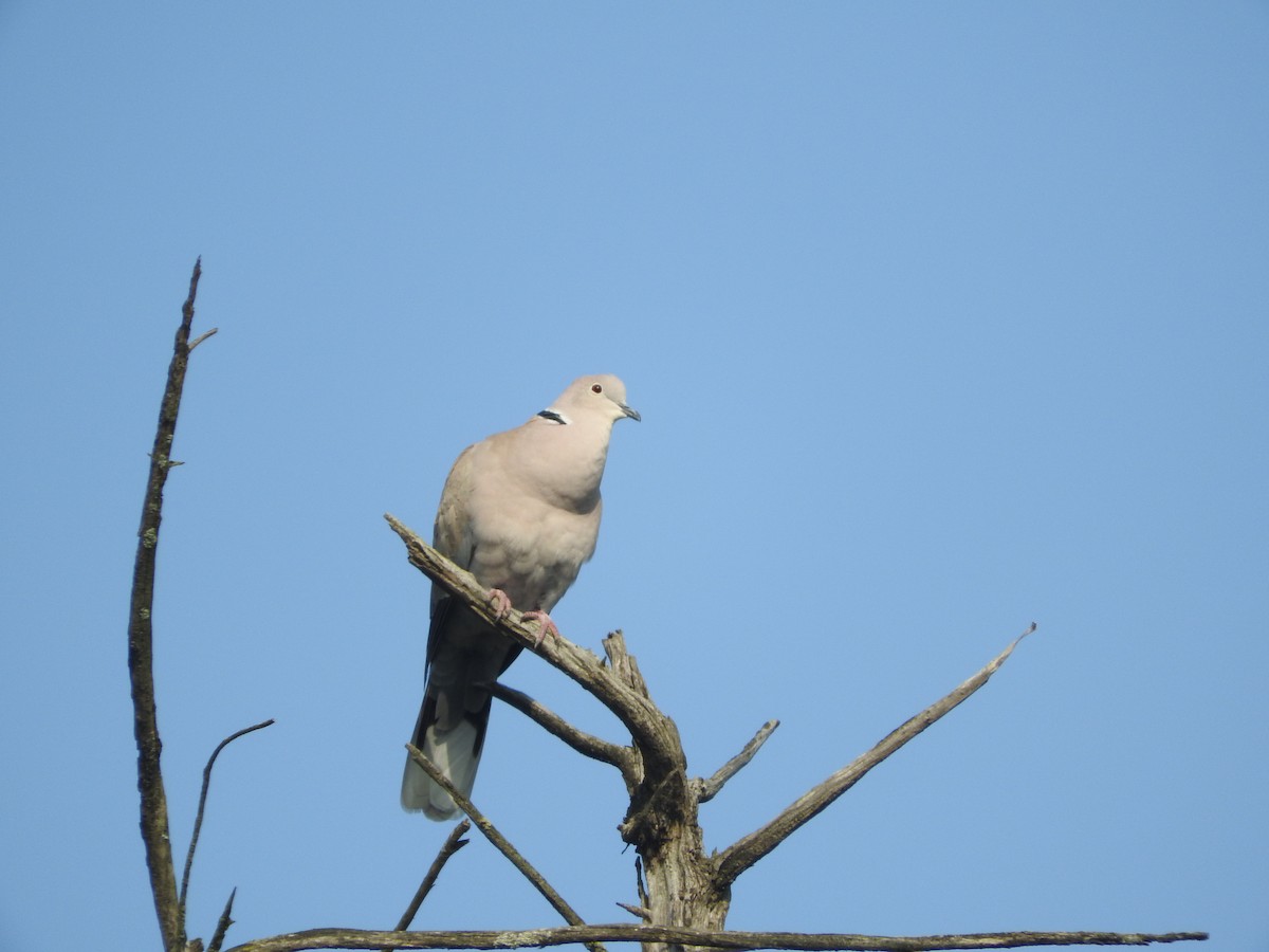 Eurasian Collared-Dove - ML49127571