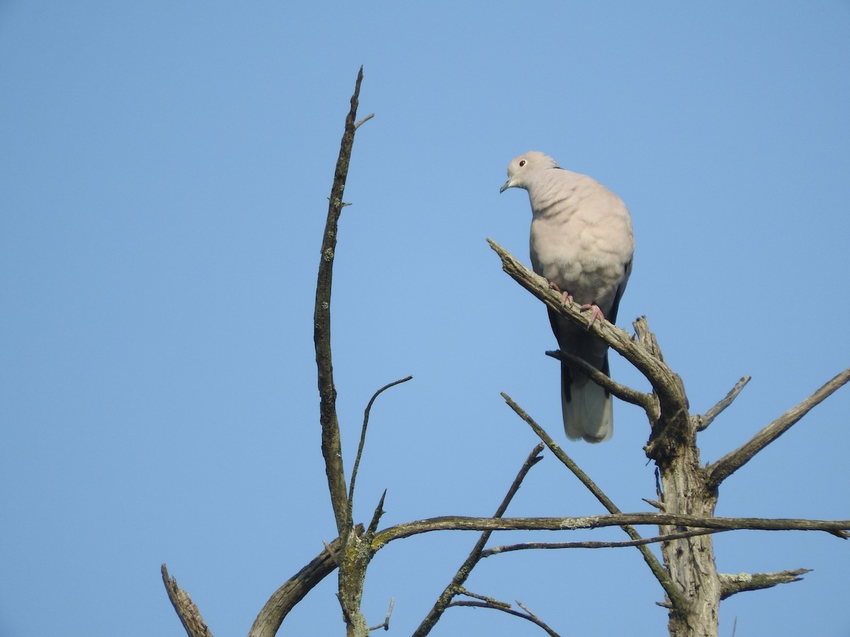 Eurasian Collared-Dove - ML49127611