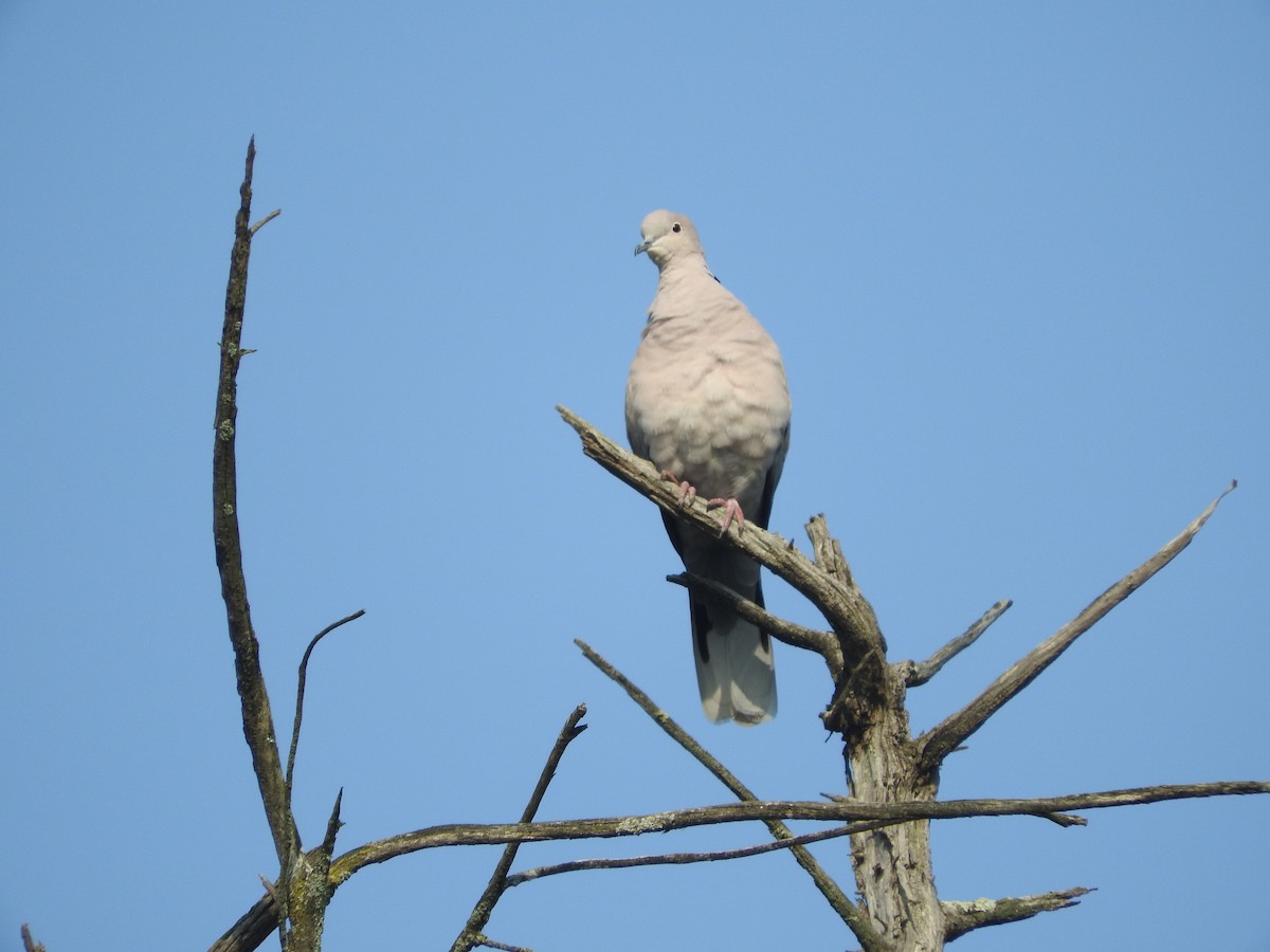 Eurasian Collared-Dove - ML49127621