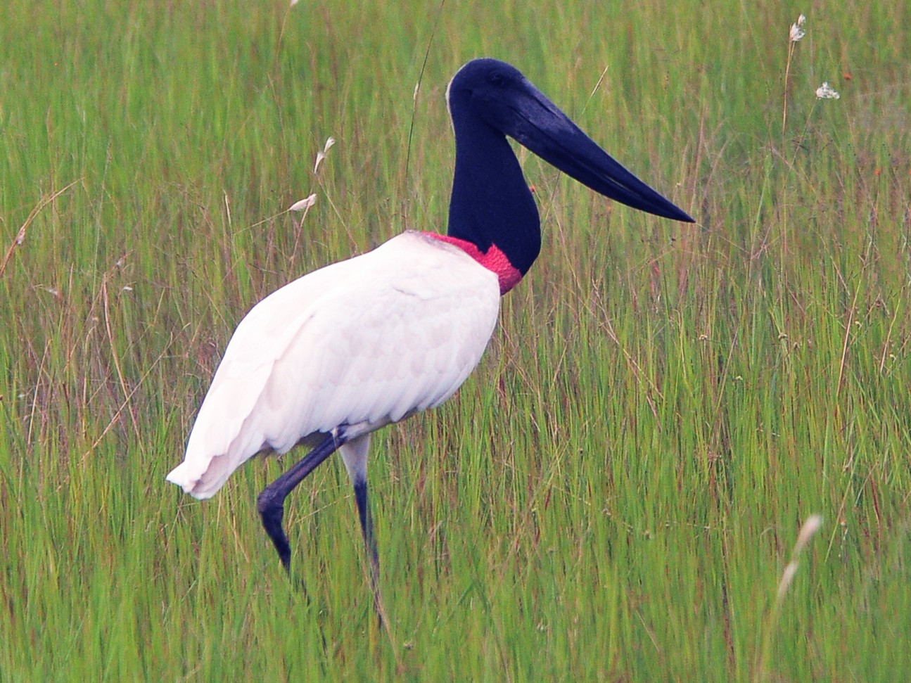 Jabiru Logo