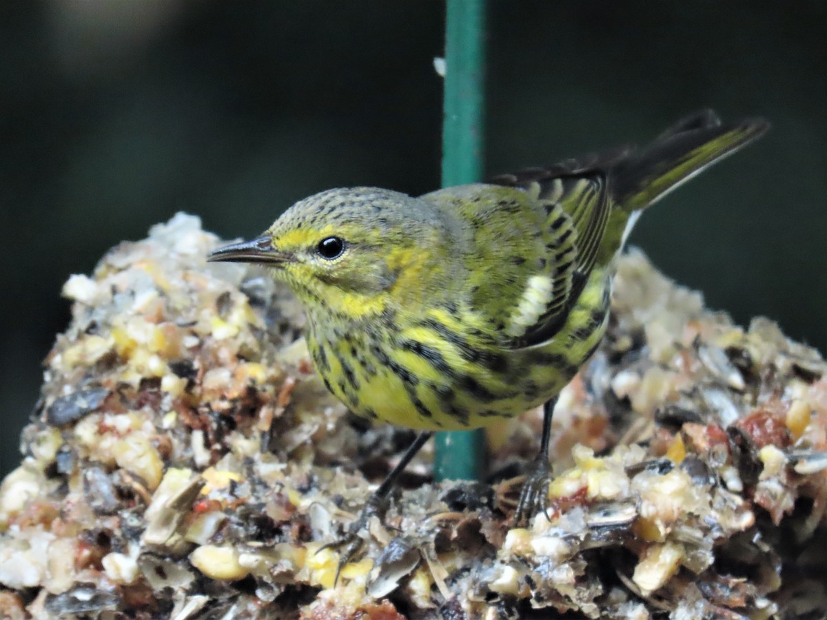 Cape May Warbler - ML491278261