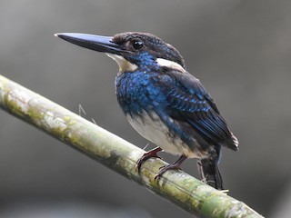  - Javan Blue-banded Kingfisher