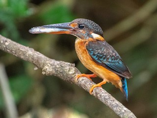  - Malaysian Blue-banded Kingfisher