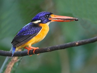  - Moluccan Dwarf-Kingfisher (Seram)
