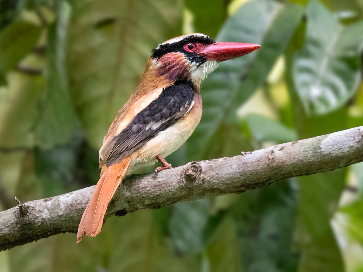Sangihe Lilac Kingfisher Ebird