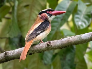  - Sangihe Lilac Kingfisher