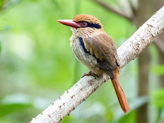  - Sulawesi Lilac Kingfisher