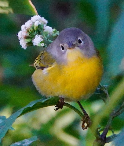 Nashville Warbler - Kathleen Horn