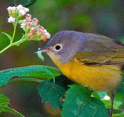 Nashville Warbler - Kathleen Horn