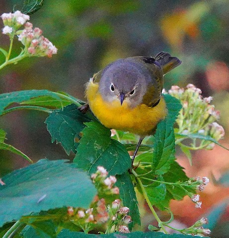 Nashville Warbler - Kathleen Horn