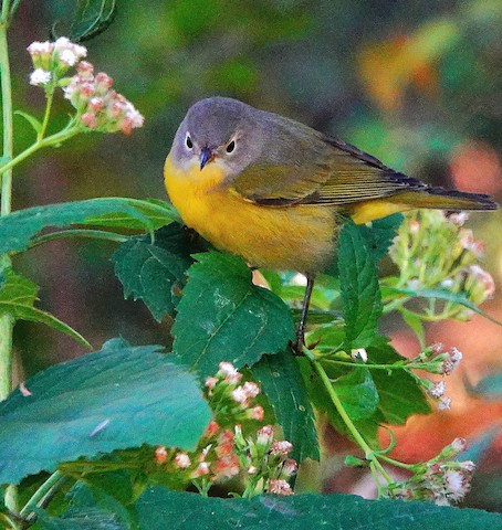 Nashville Warbler - Kathleen Horn
