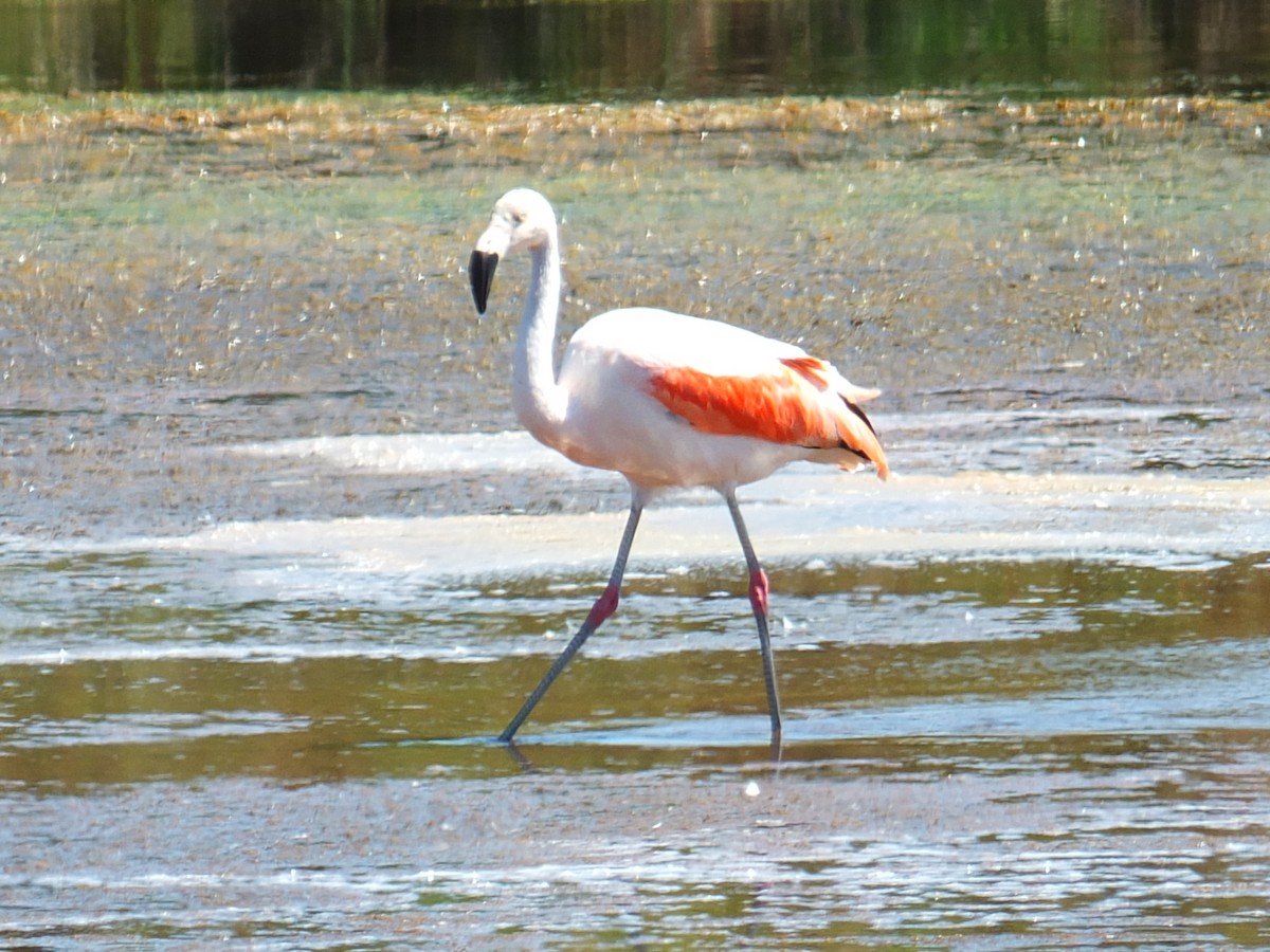 Chilean Flamingo - Nicolás Cerda B.