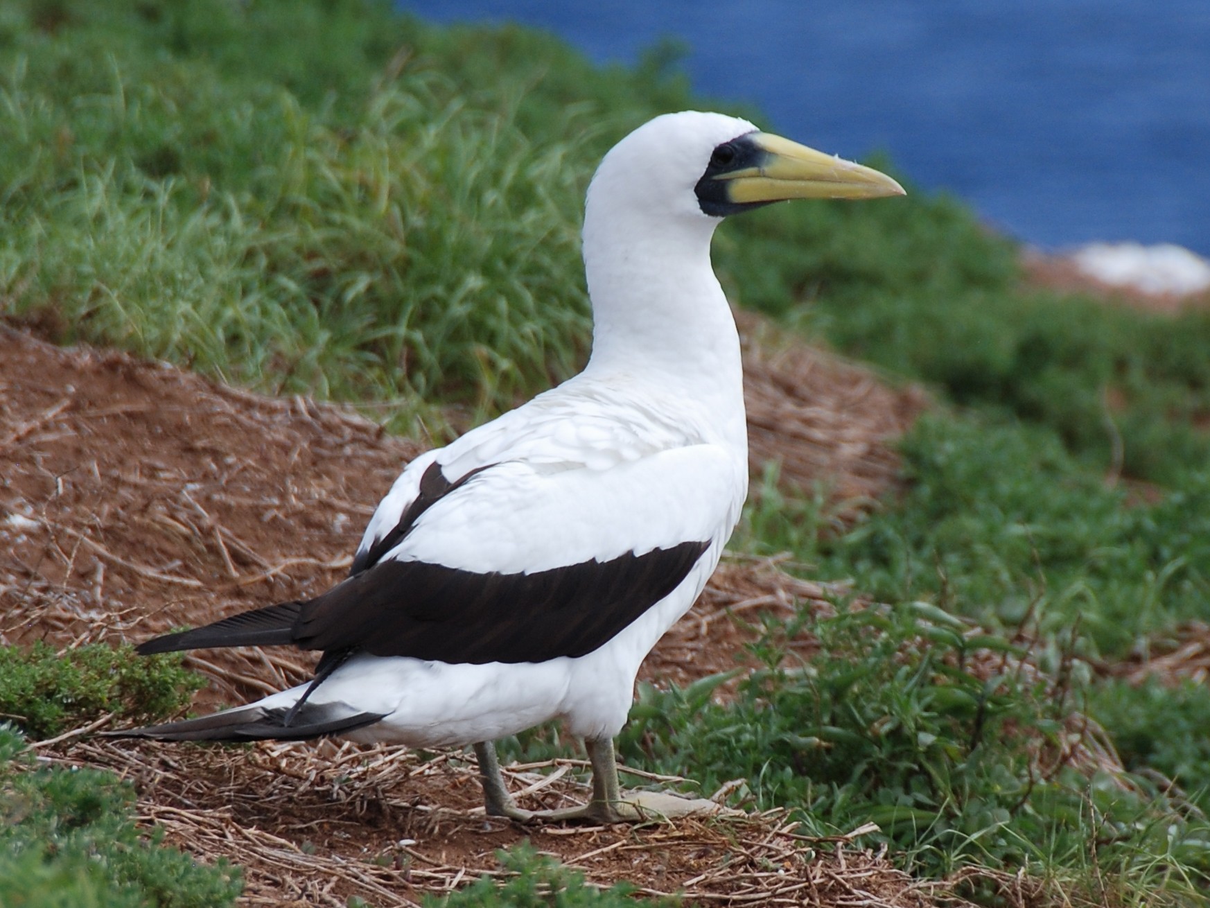 Masked Booby