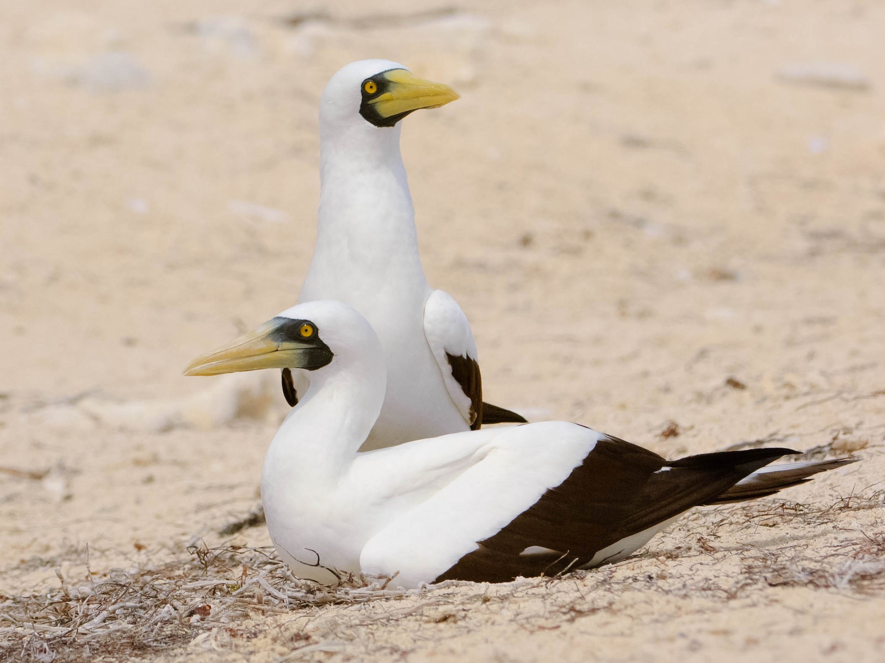 Masked Booby - Gerrit Vyn