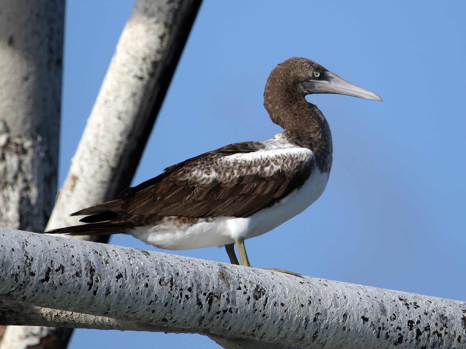 Masked Booby  Audubon Field Guide